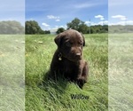 Small #6 Labrador Retriever