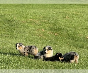 Lhasa Apso Litter for sale in MILLS RIVER, NC, USA