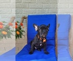 Small Photo #2 French Bulldog Puppy For Sale in INDIANAPOLIS, IN, USA