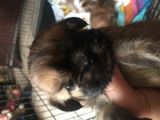Shih Tzu Puppy for sale in ODD, WV, USA