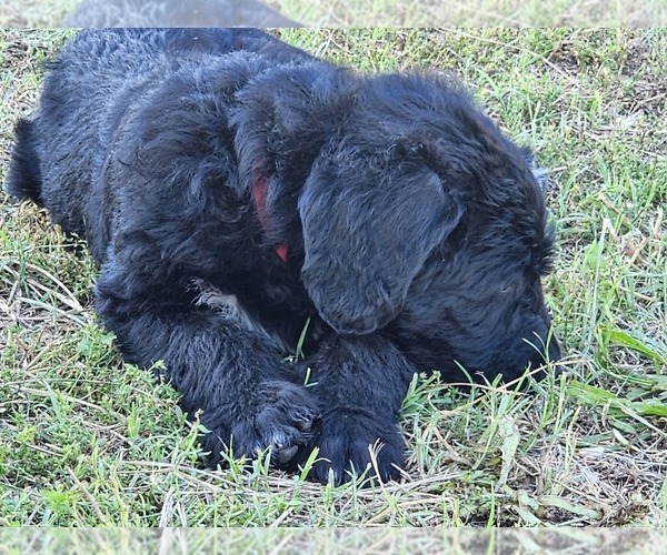 Medium Photo #6 Irish Wolfhound-Poodle (Standard) Mix Puppy For Sale in OMAHA, AR, USA