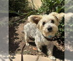 Small #4 Mutt