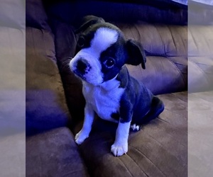 Boston Terrier Puppy for sale in WASHBURN, MO, USA