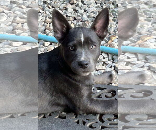 Medium Photo #3 Australian Kelpie-Unknown Mix Puppy For Sale in Rockaway, NJ, USA
