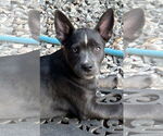 Small #2 Australian Kelpie Mix