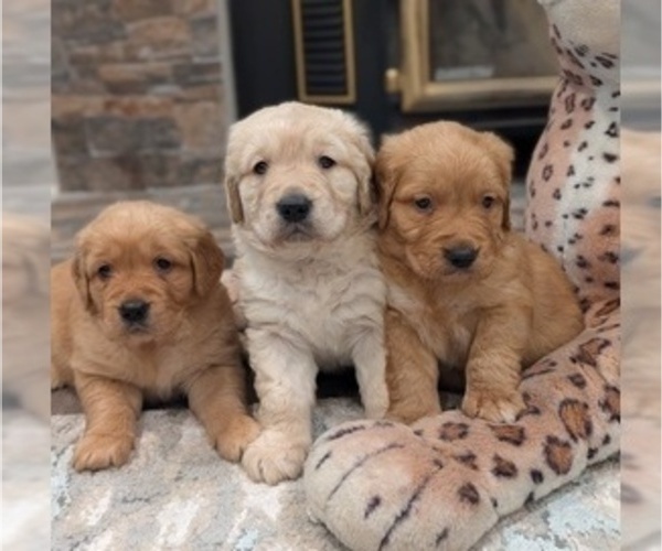Medium Photo #2 Golden Retriever Puppy For Sale in SACRAMENTO, CA, USA