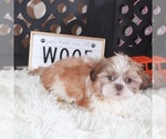 Small #4 Shih Tzu