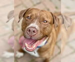 Small Photo #2 Mutt Puppy For Sale in Mount Laurel, NJ, USA
