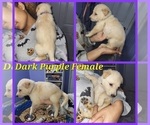 Puppy Dark Purple German Shepherd Dog