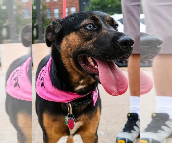 Medium Photo #5 Rottweiler-Unknown Mix Puppy For Sale in Houston, TX, USA