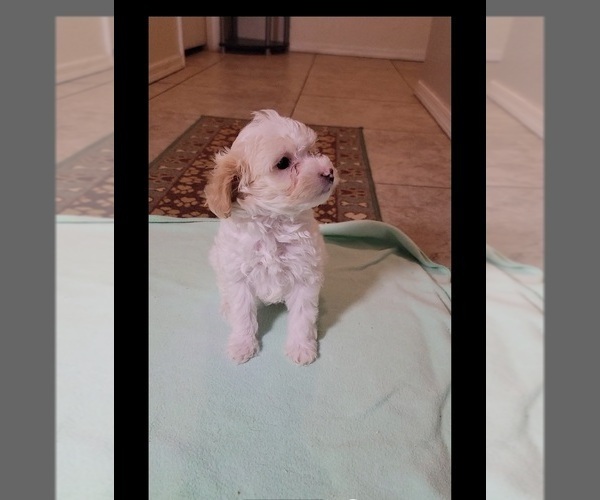 Medium Photo #3 Havapoo Puppy For Sale in TUCSON, AZ, USA