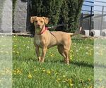 Small Carolina Dog Mix