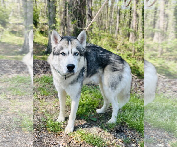 Medium Photo #2 Siberian Husky Puppy For Sale in Clarkesville, GA, USA