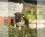 Small Photo #9 German Shepherd Dog Puppy For Sale in ROCKFIELD, KY, USA
