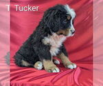 Puppy Tucker Bernese Mountain Dog