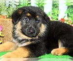 Small #5 German Shepherd Dog