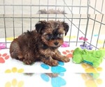 Bruce - Male Yorkshire Terrier Puppy for Sale - Photo #4