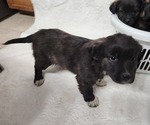 Puppy Bella Border Collie-Catahoula Leopard Dog Mix