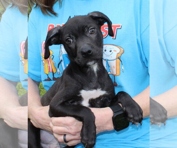 Medium Photo #2 Mutt Puppy For Sale in Prattville, AL, USA