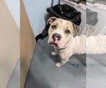 Small American Bulldog-Dogo Argentino Mix