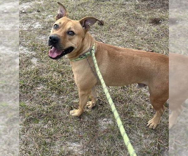 Medium Photo #4 Black Mouth Cur-Bulldog Mix Puppy For Sale in Tarrytown, GA, USA