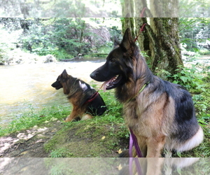 Mother of the German Shepherd Dog puppies born on 07/04/2025