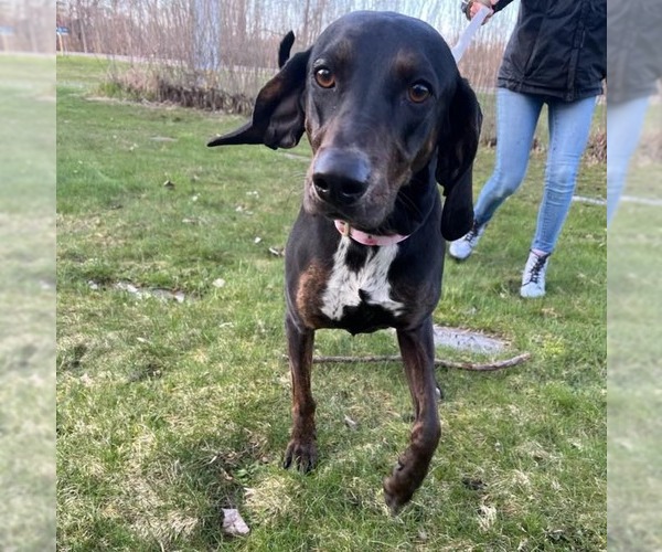 Medium Photo #3 Plott Hound Puppy For Sale in Muskegon, MI, USA