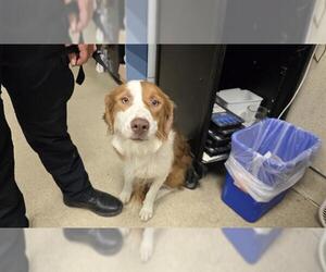 --Australian Shepherd Mix Dogs for adoption in Riverside, CA, USA