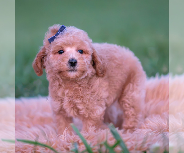 Medium Photo #31 Poodle (Miniature) Puppy For Sale in WARSAW, IN, USA