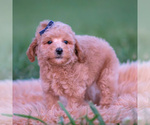Small #2 Poodle (Miniature)