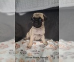 Small Photo #20 Pug Puppy For Sale in NEW BERN, NC, USA