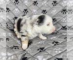 Small Photo #55 Australian Shepherd Puppy For Sale in SALISBURY, NC, USA