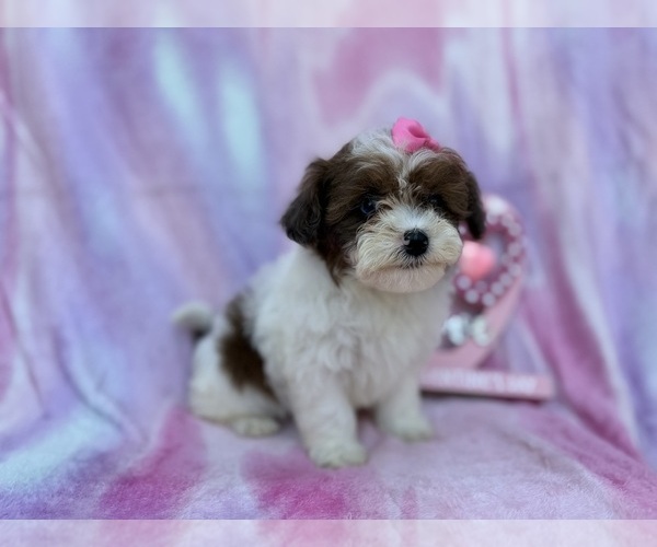 Medium Photo #2 Shih-Poo Puppy For Sale in LAKELAND, FL, USA