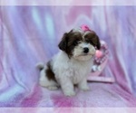 Small #1 Shih-Poo