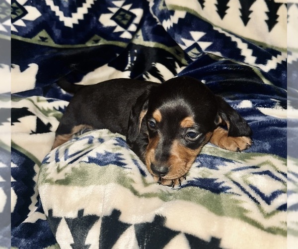 Medium Photo #1 Dachshund Puppy For Sale in LAWRENCEBURG, TN, USA