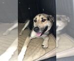 Small #3 German Shepherd Dog Mix