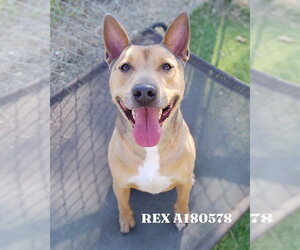Staffordshire Bull Terrier-Unknown Mix Dogs for adoption in Pasadena, TX, USA