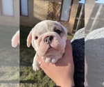 Small Photo #2 Bulldog Puppy For Sale in STEPHENVILLE, TX, USA