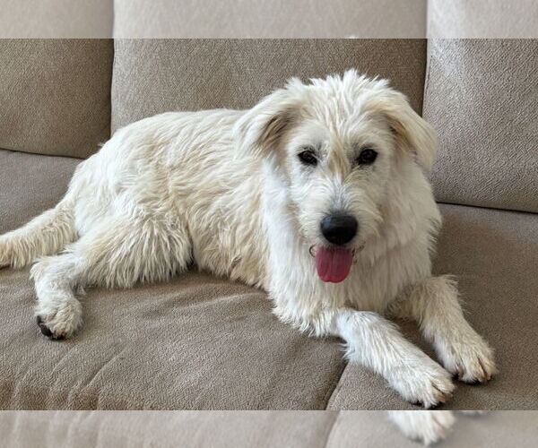 Medium Photo #7 Labrador Retriever-Wheaten Terrier Mix Puppy For Sale in Dana Point, CA, USA
