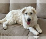 Small #6 Labrador Retriever-Wheaten Terrier Mix