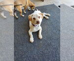 Small #7 Daug