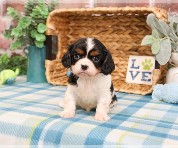 Medium Photo #3 Cavalier King Charles Spaniel Puppy For Sale in SYRACUSE, IN, USA