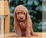 Small #2 Goldendoodle (Miniature)