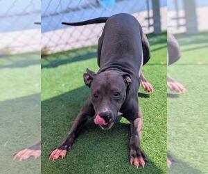 Mutt Dogs for adoption in Texas City, TX, USA