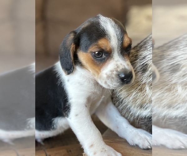 Medium Photo #11 Beagle Puppy For Sale in FORDLAND, MO, USA