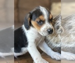 Small Photo #11 Beagle Puppy For Sale in FORDLAND, MO, USA