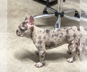 French Bulldog Puppy for sale in GIG HARBOR, WA, USA
