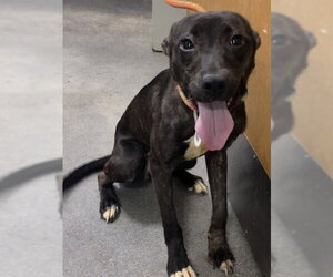 Mutt Dogs for adoption in Forestville, MD, USA