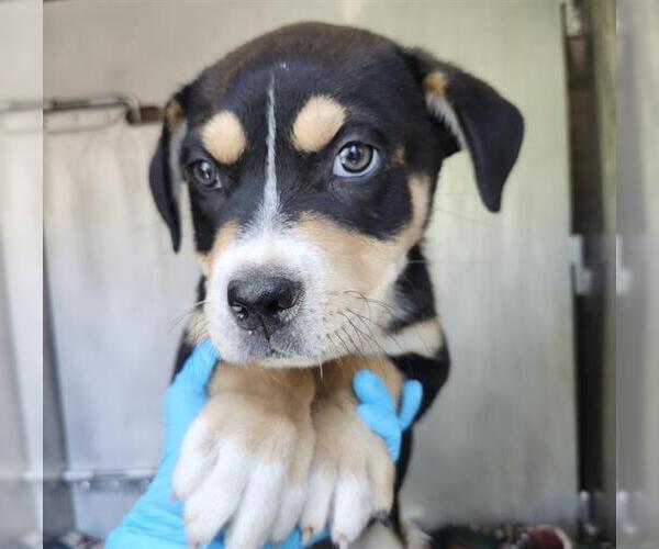 Medium Photo #1 American Staffordshire Terrier-Labrador Retriever Mix Puppy For Sale in San Antonio, TX, USA