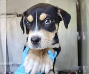 American Staffordshire Terrier-Labrador Retriever Mix Dogs for adoption in San Antonio, TX, USA